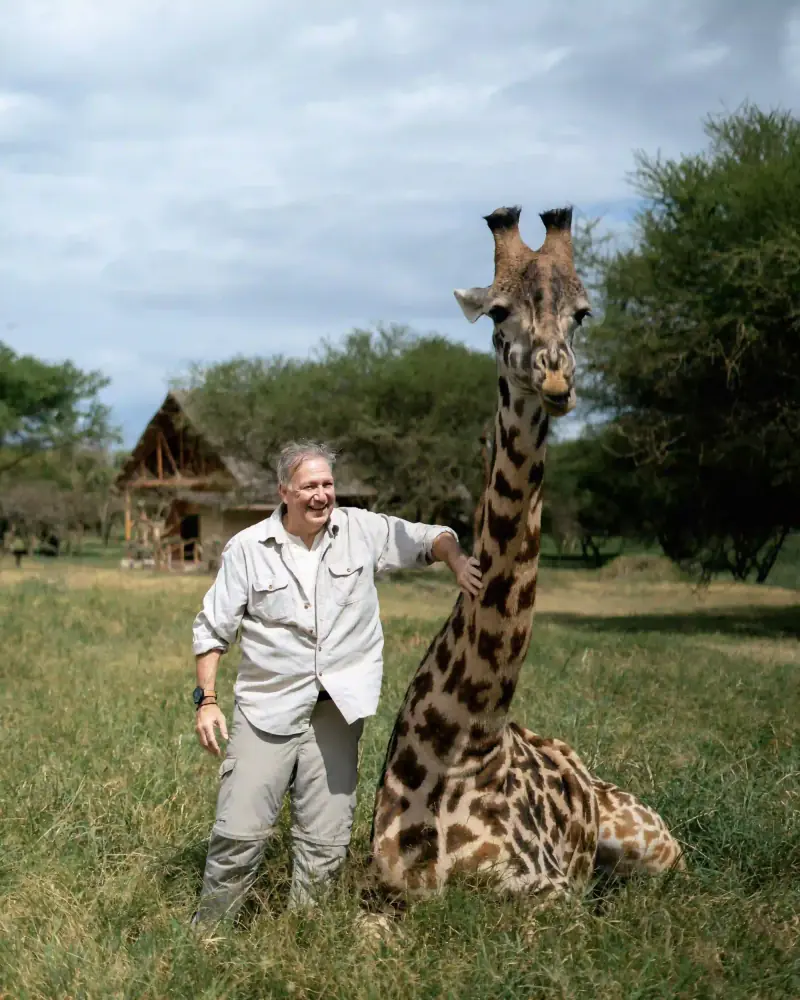 Man standing beside a resting tame giraffe