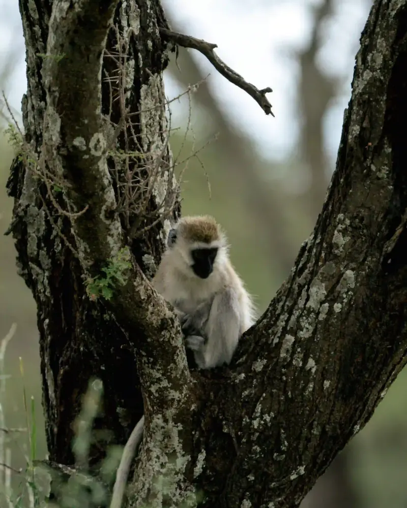 Vervet monkey perched in tree branches