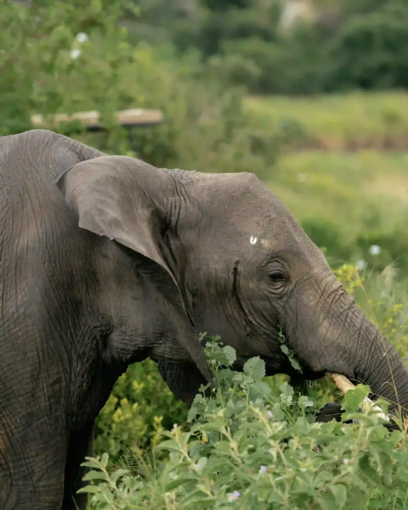 Elephant eating vegetation close-up