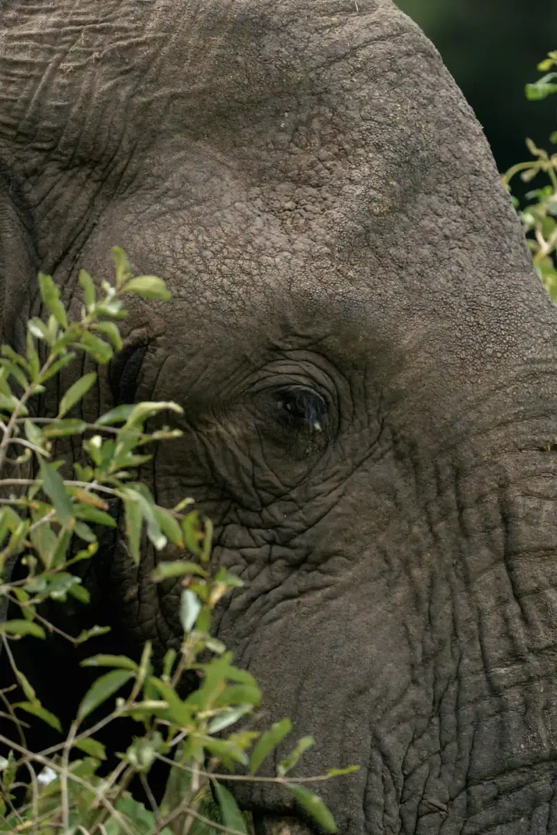 Macro detail of elephant eye and skin