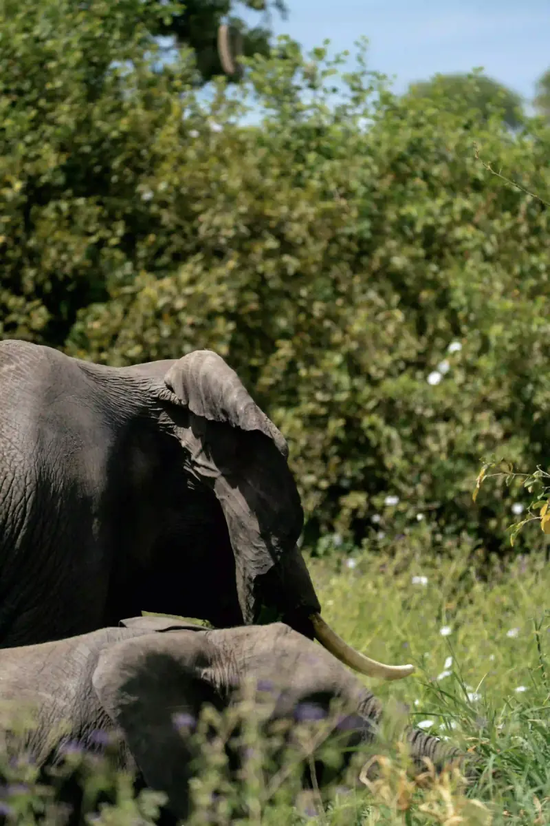 Elephant tusks close-up with calf nearby