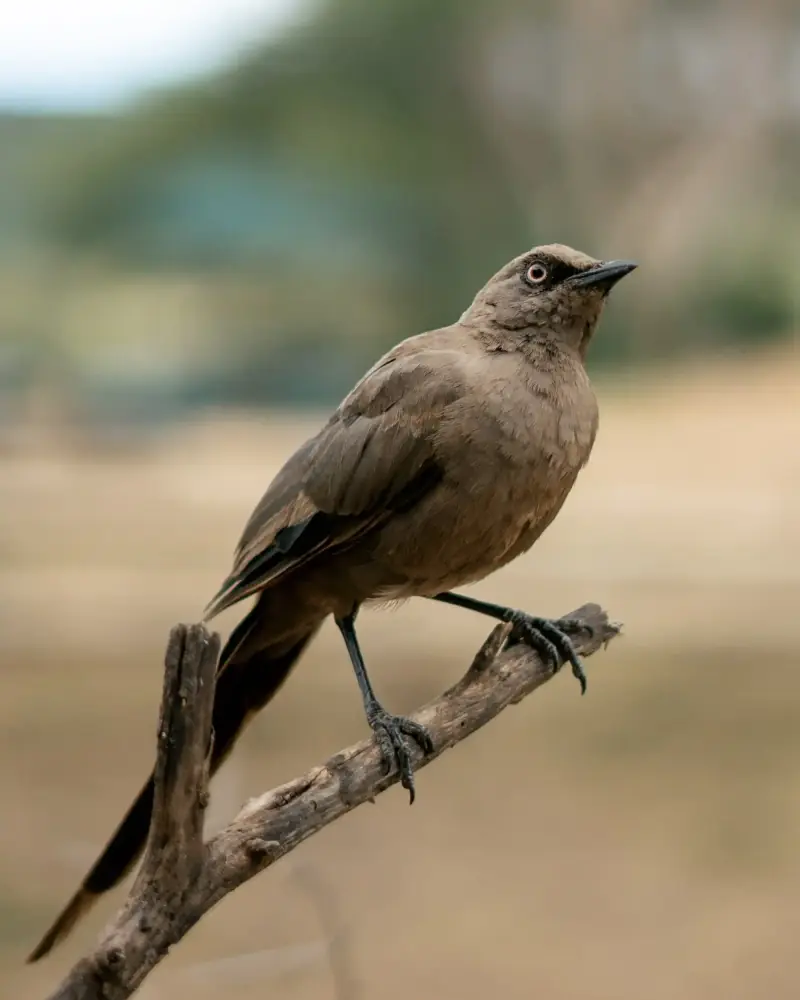 Brown thrush-like bird perched on branch