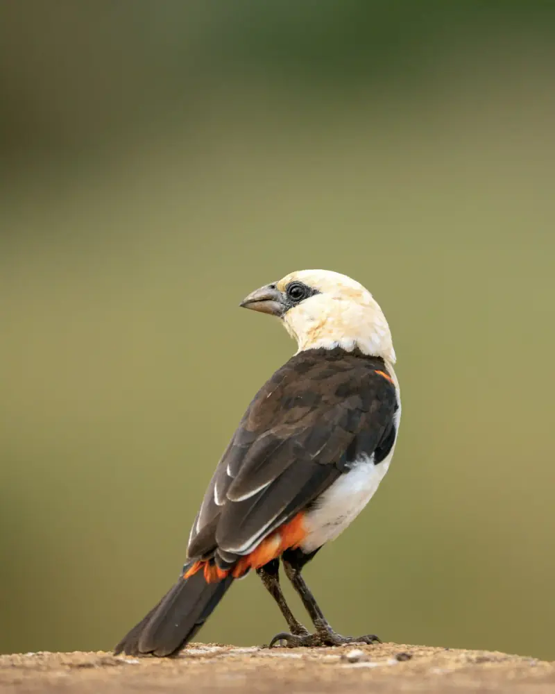 White-headed buffalo weaver bird