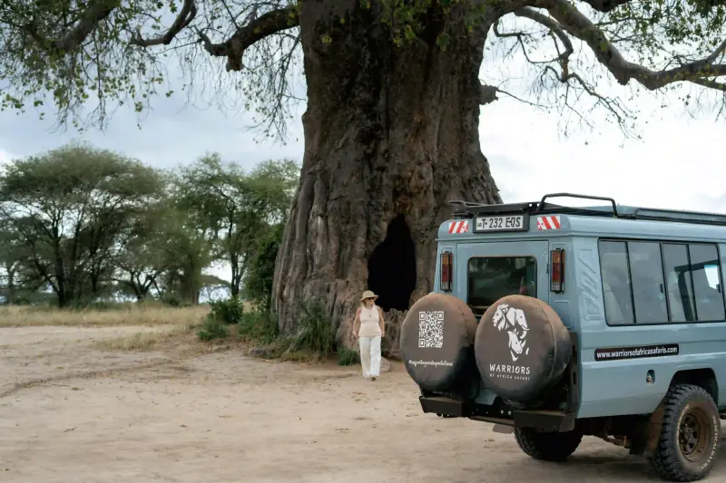 Safari vehicle beside ancient baobab tree