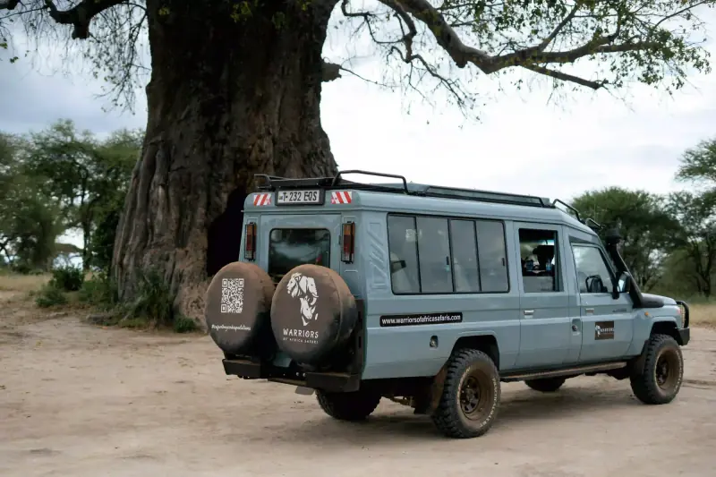 Safari vehicle parked beneath giant baobab canopy