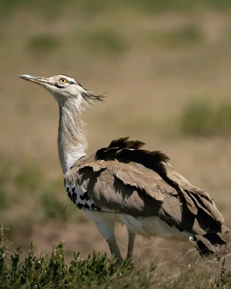 Kori bustard bird standing in grass
