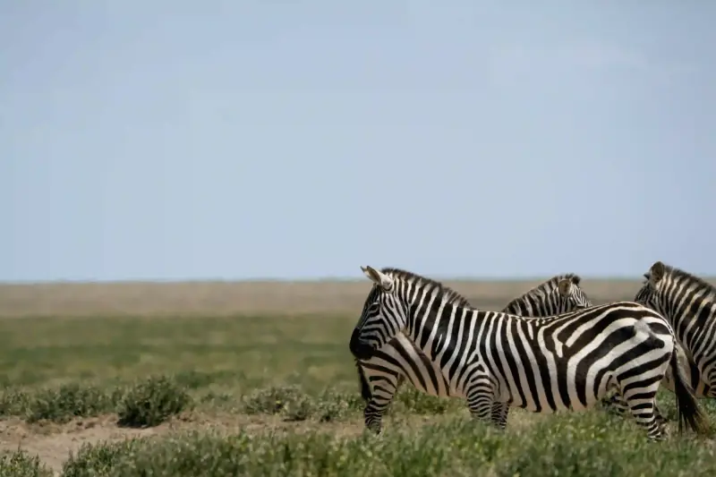 Zebra herd grazing in grassland