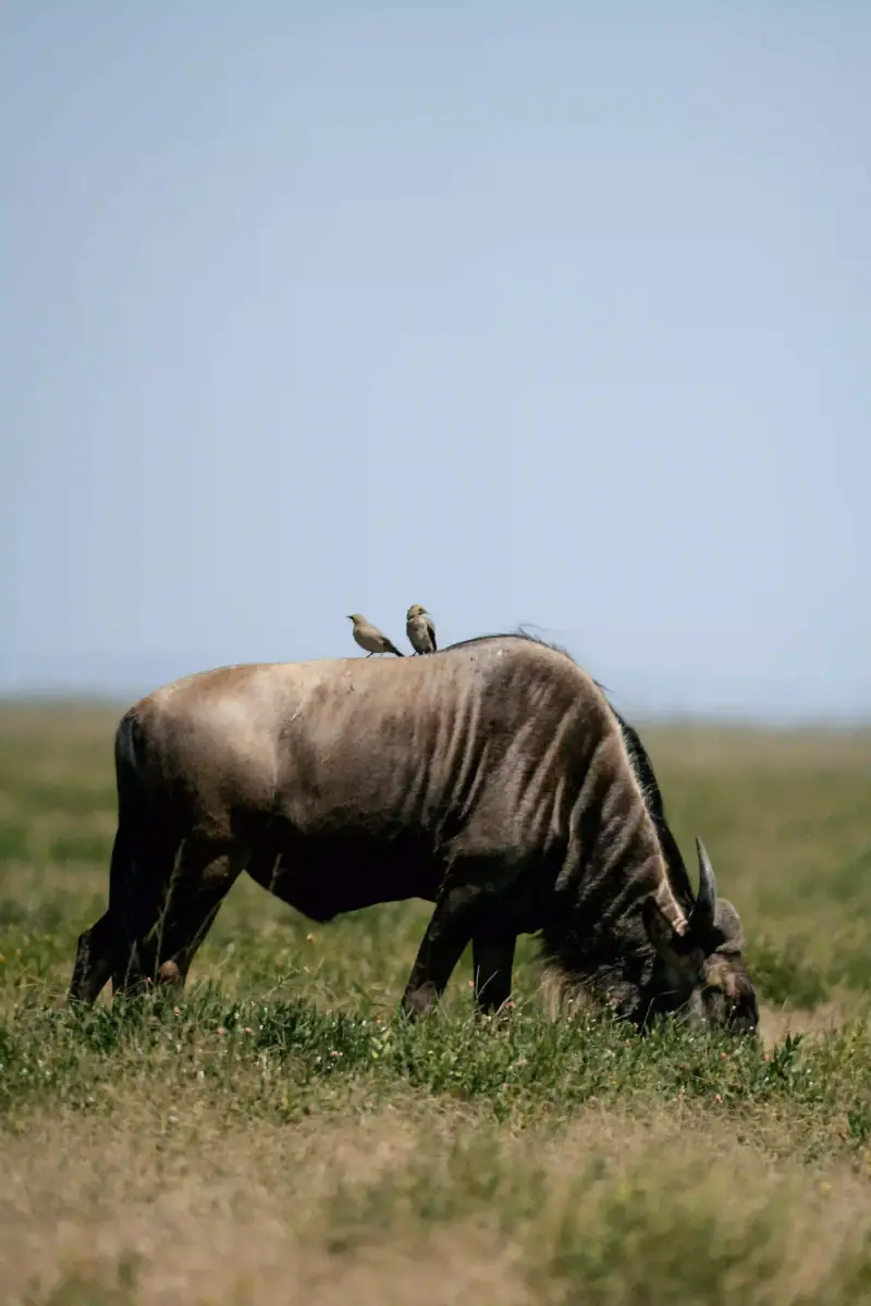 Wildebeest with oxpecker birds on its back