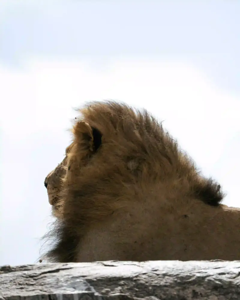 Lion's mane and head against sky