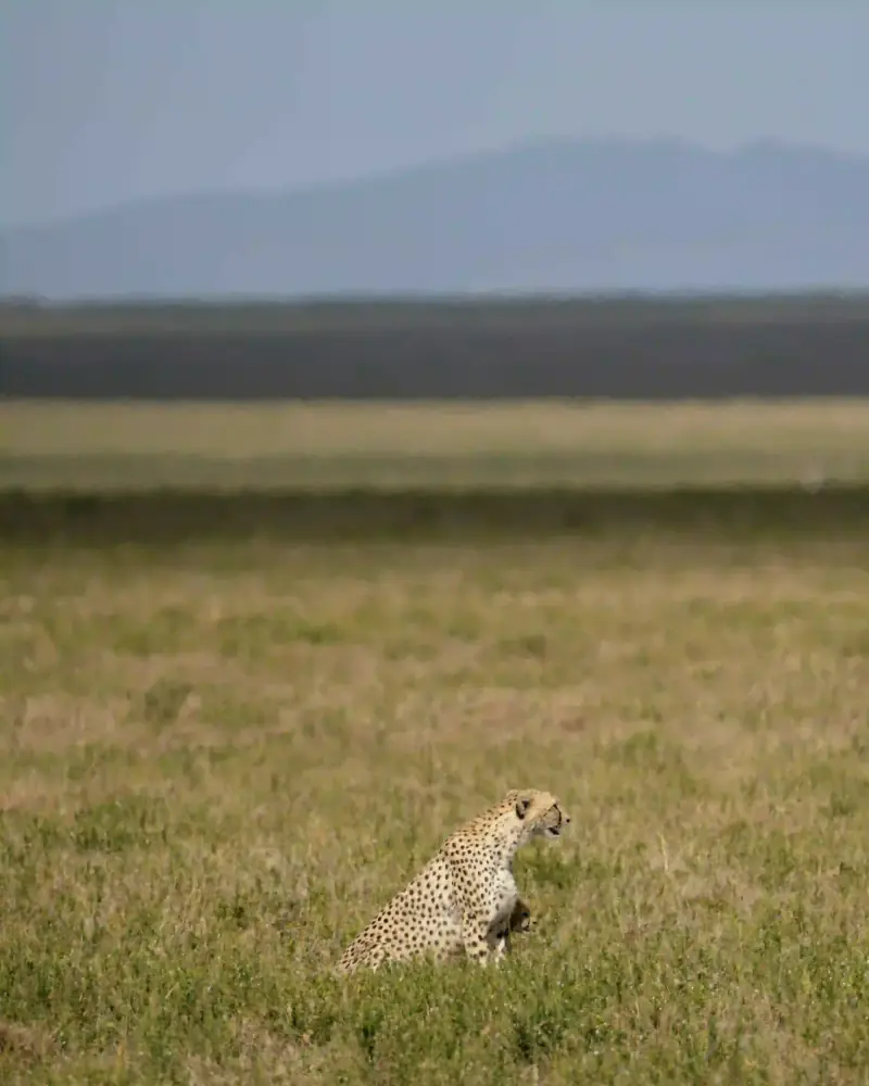 Cheetah sitting in grass with mountain backdrop