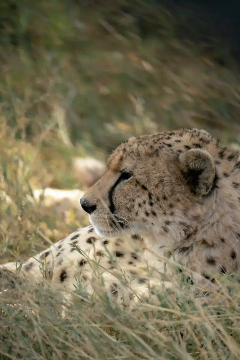 Cheetah resting head close-up in grass