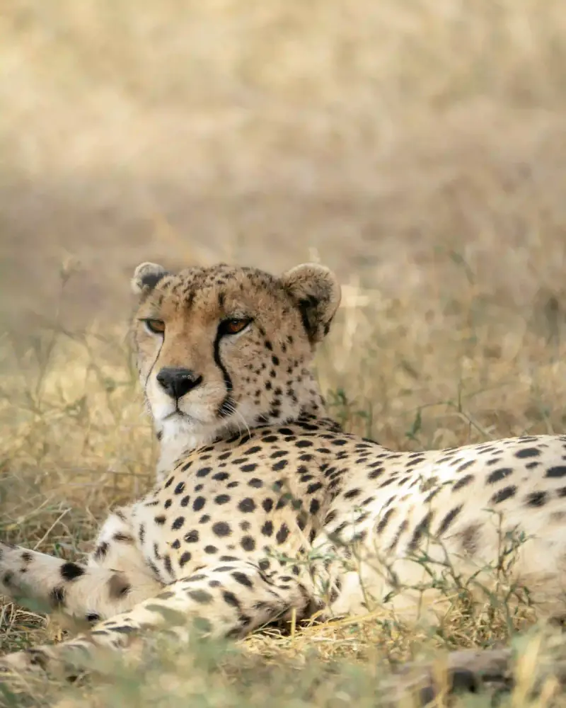 Cheetah lying and looking at camera