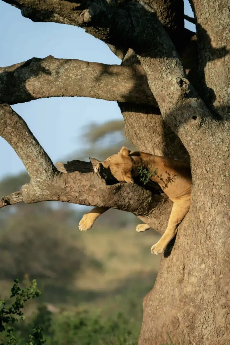 Lion draped over a tree branch