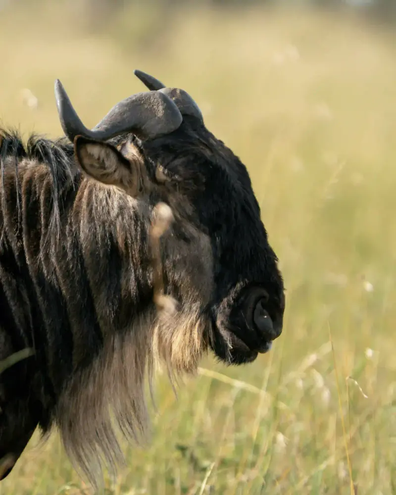 Wildebeest head in profile close-up