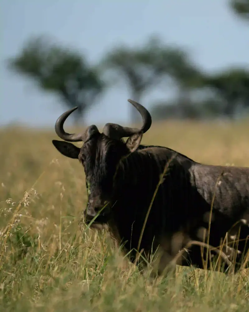 Wildebeest facing camera head-on