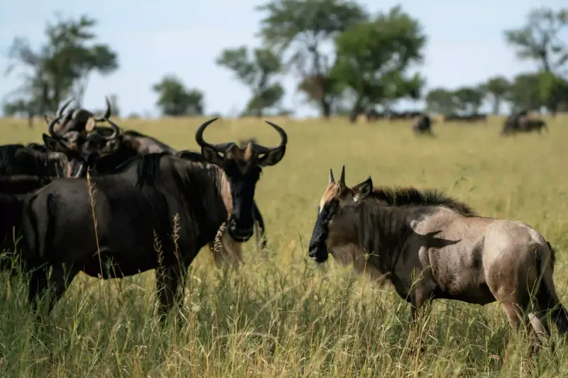 Wildebeest herd resting among trees