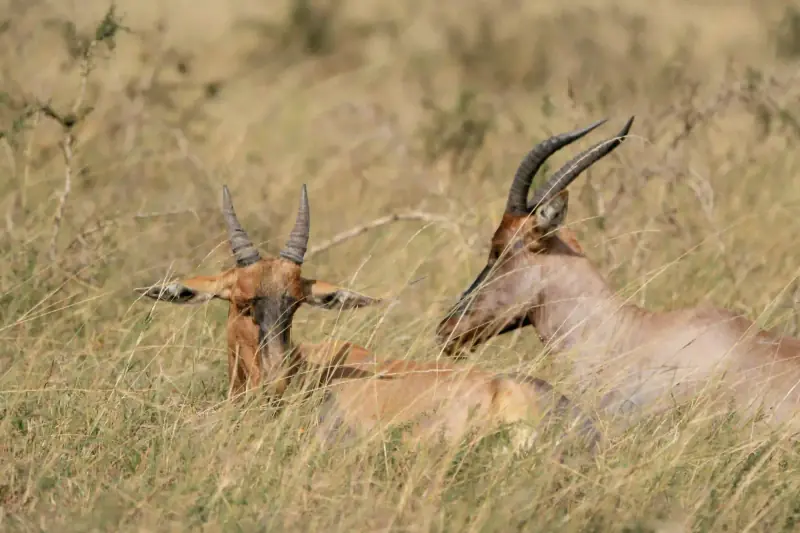 Two topi antelope resting in grass