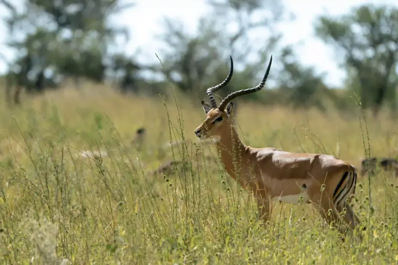 Impala with lyre-shaped horns standing