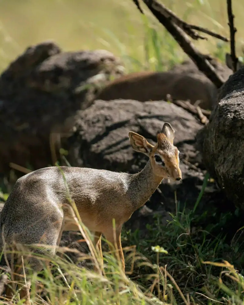 Dik-dik antelope near a mound