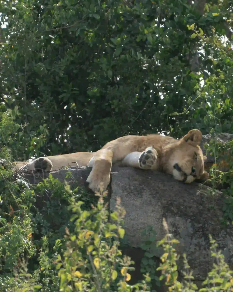 Lion sleeping on a rock outcrop