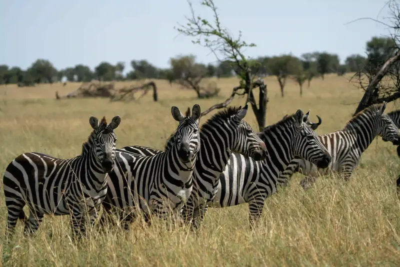 Zebra herd facing camera closely