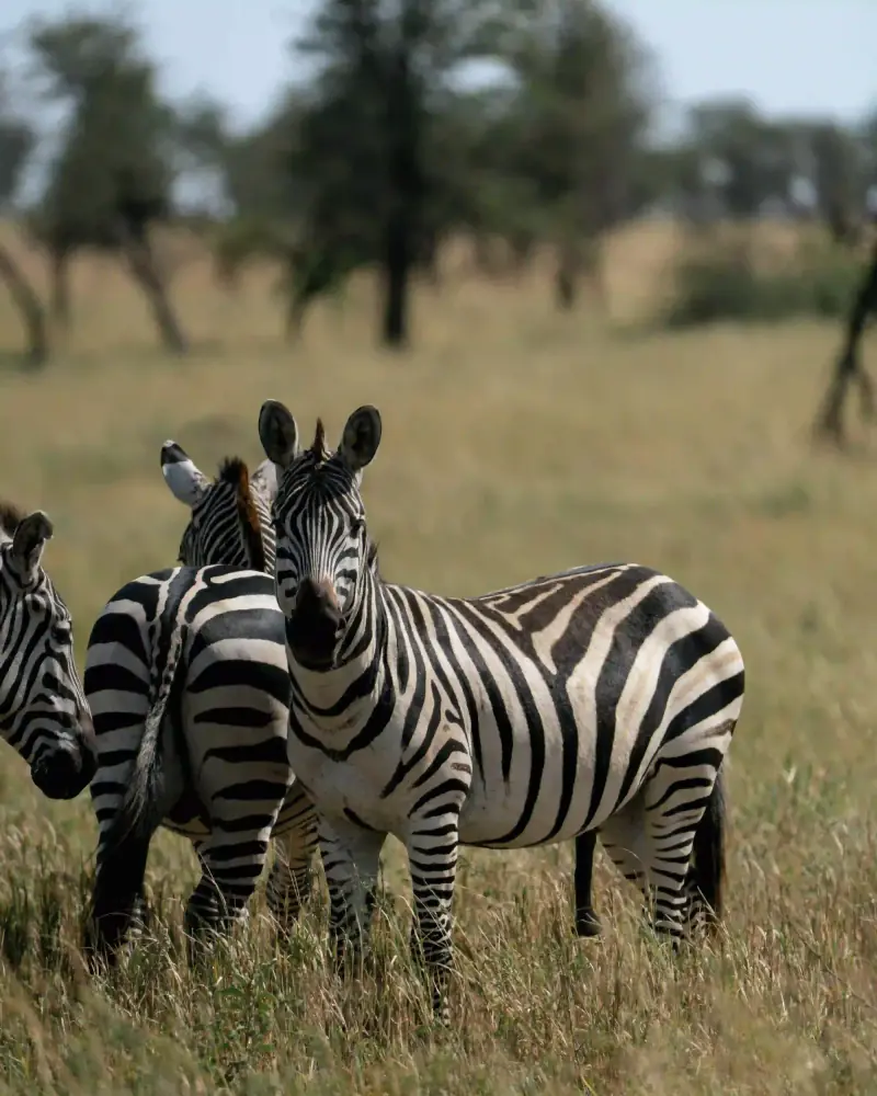 Zebra herd standing close together