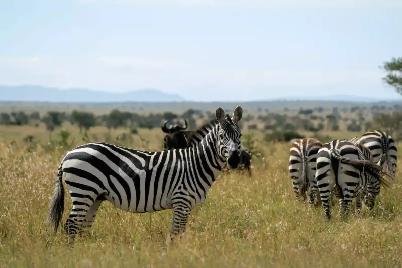 Zebras and wildebeest grazing together