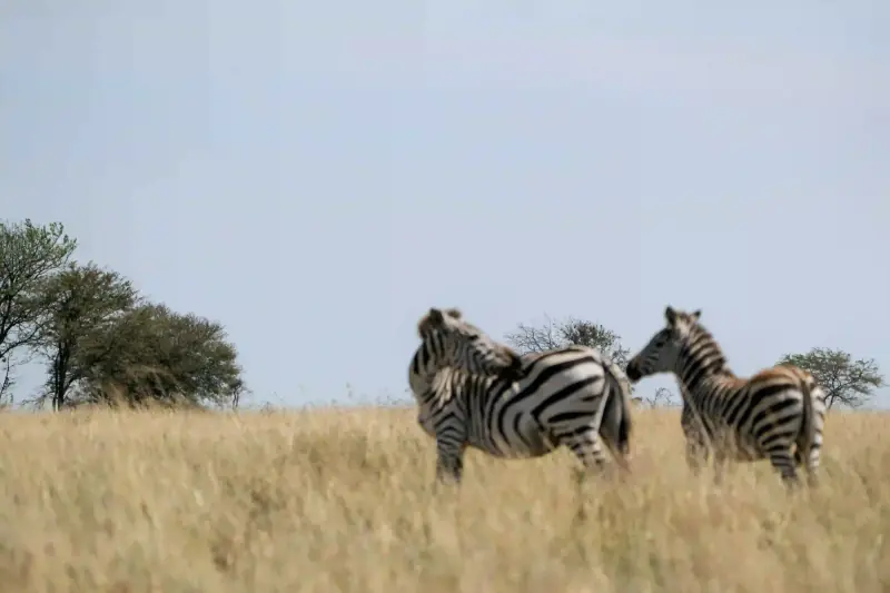 Two zebras nuzzling on scenic savanna