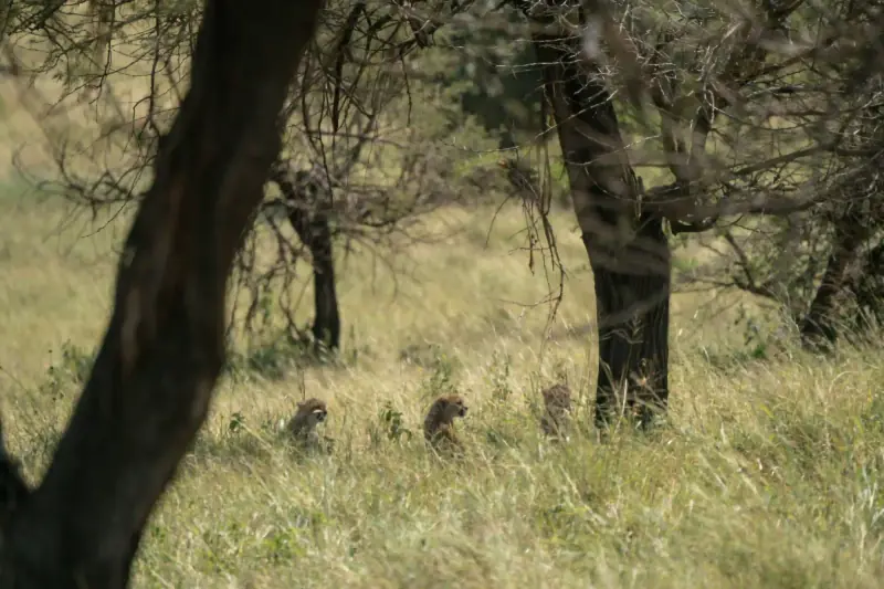 Three cheetah cubs sitting under trees