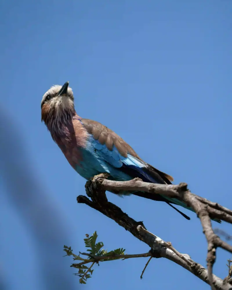 Lilac-breasted roller perched against blue sky