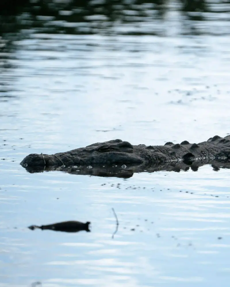 Crocodile head resting at water's edge