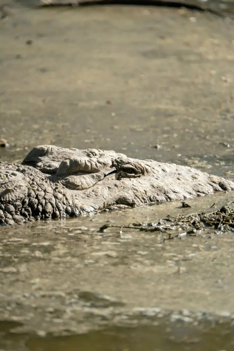 Crocodile eye peeking above muddy water