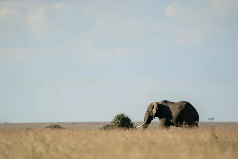 Lone elephant walking through golden grass
