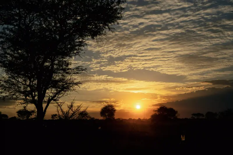 Acacia tree silhouette against orange sunset sky