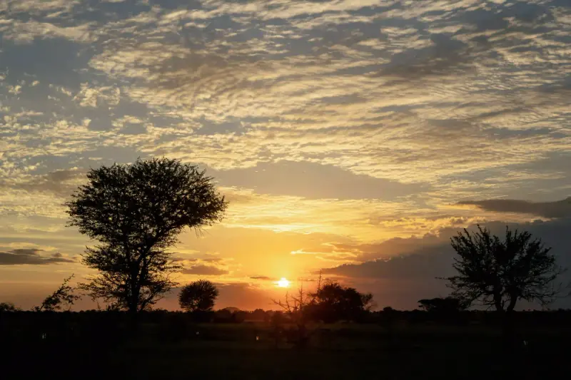 Two trees framing orange setting sun