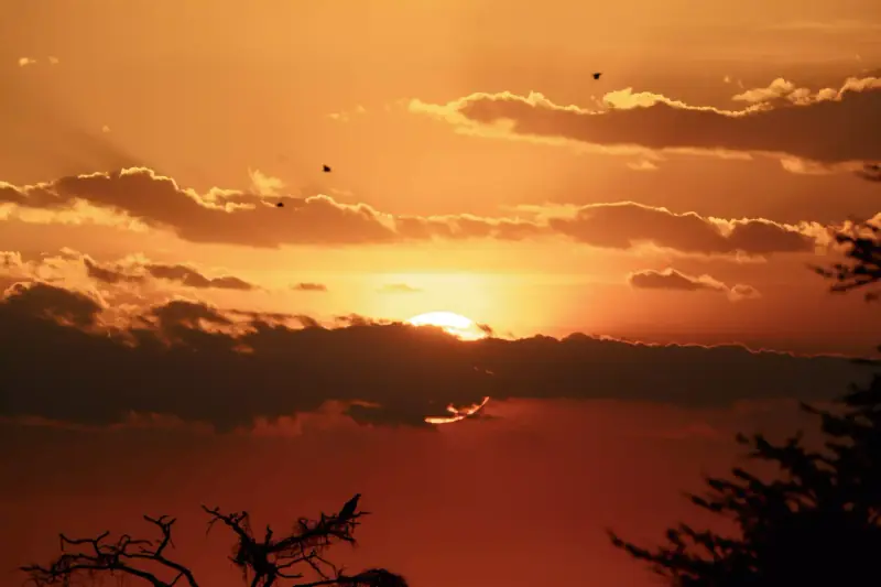 Birds flying across vivid orange sunset