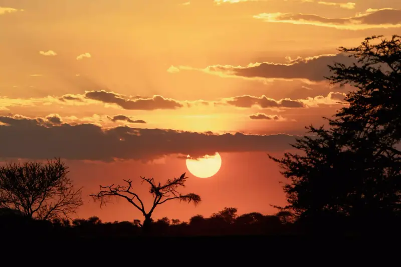 Sunset silhouette with bird in acacia tree