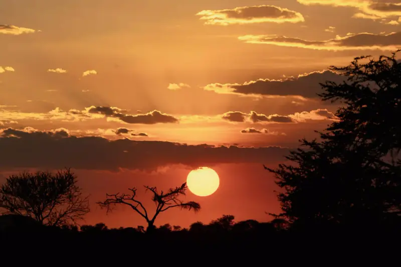 Sunset silhouette with bird in dead tree