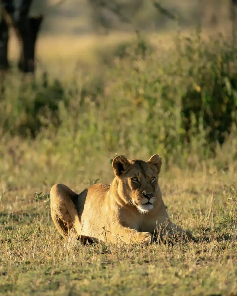 Lioness resting in golden grass