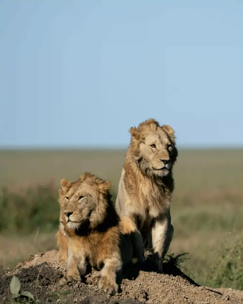 Two male lions sitting on termite mound