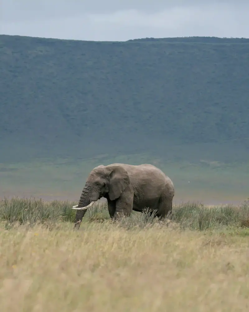 Elephant grazing with crater rim backdrop