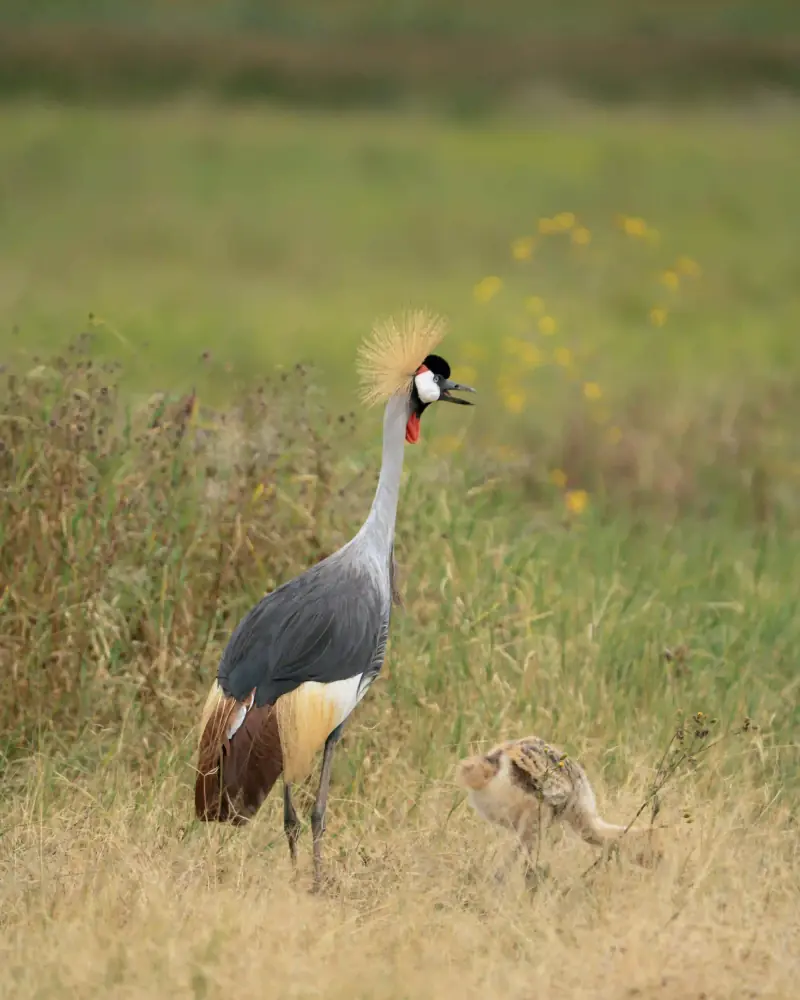 Grey crowned crane with chick in grass