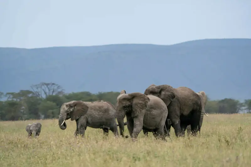 Elephant herd with calf walking