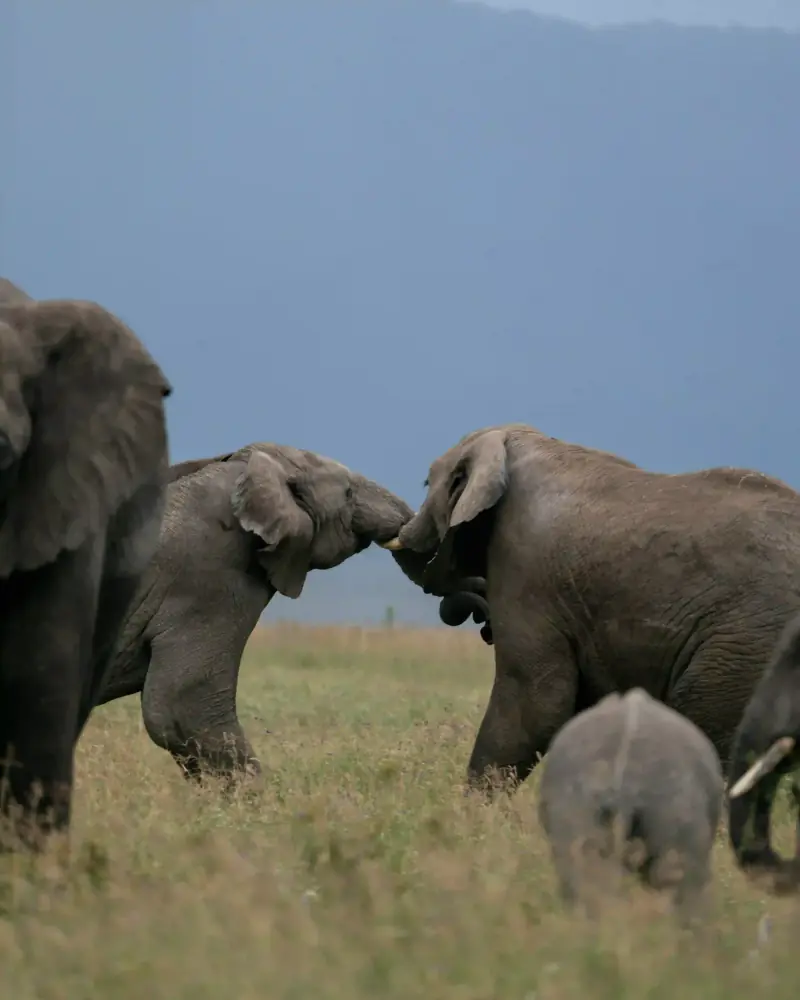 Two elephants touching trunks affectionately