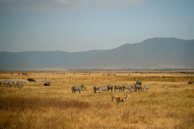 Ngorongoro crater floor stretching to the far wall