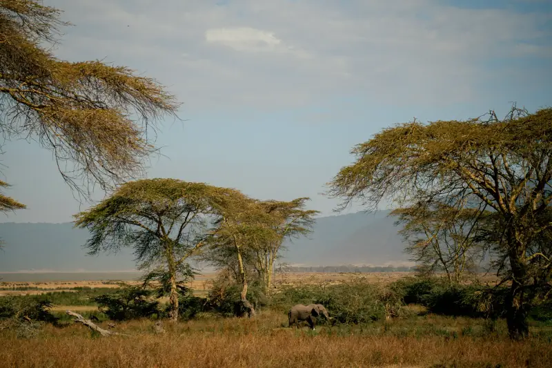 Acacia trees on the Ngorongoro crater floor