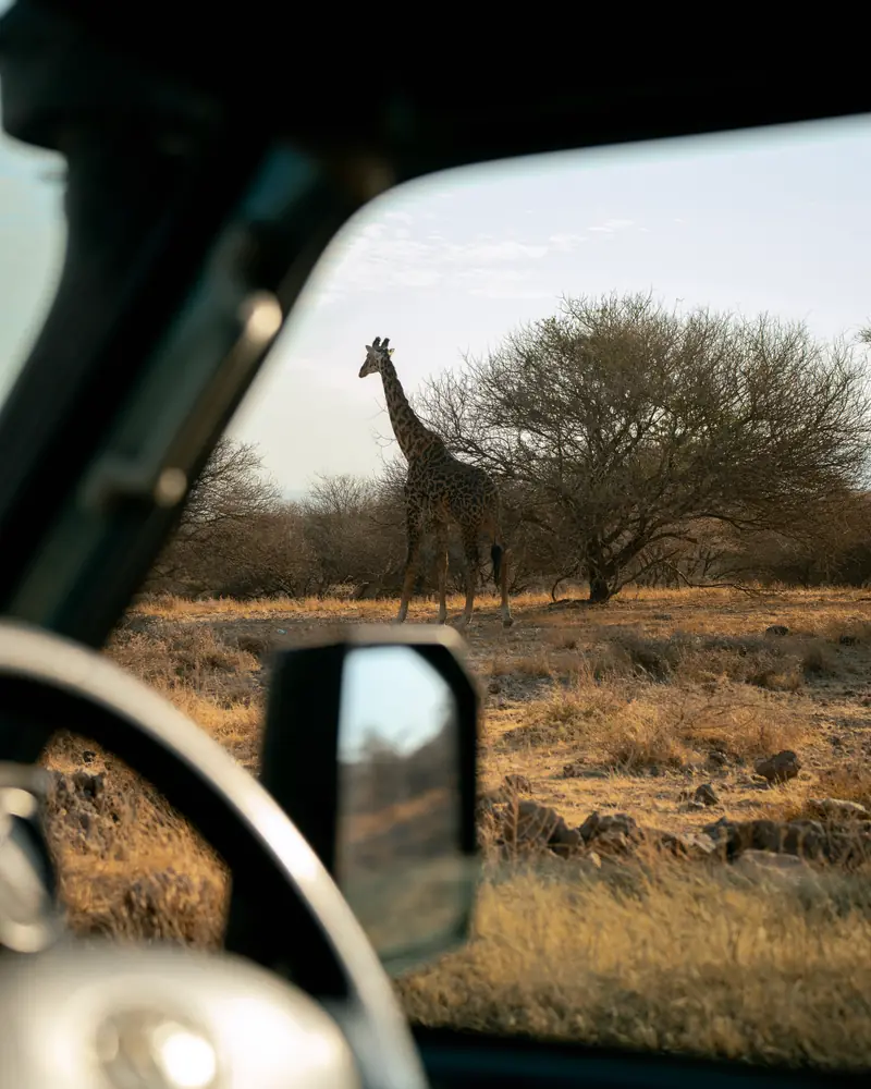 Giraffe framed through the safari vehicle windscreen