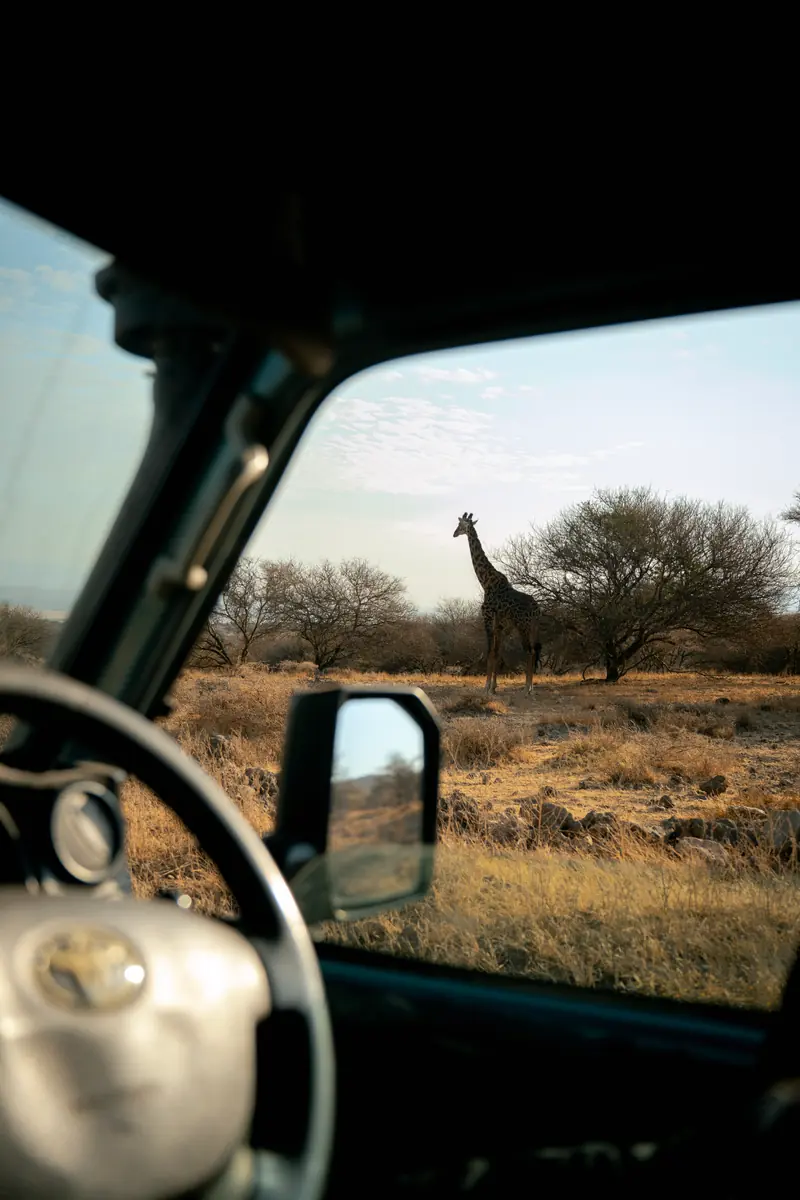 Giraffe seen past the vehicle's wing mirror