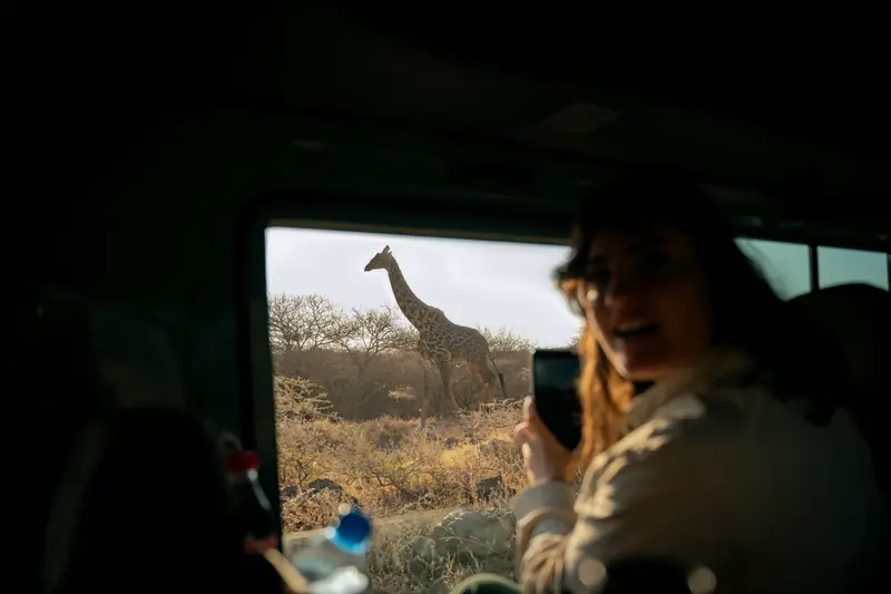 Guest photographing a giraffe from the vehicle