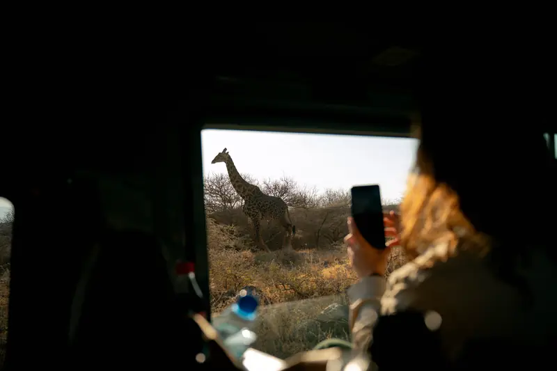 Phone raised to a giraffe through the vehicle window